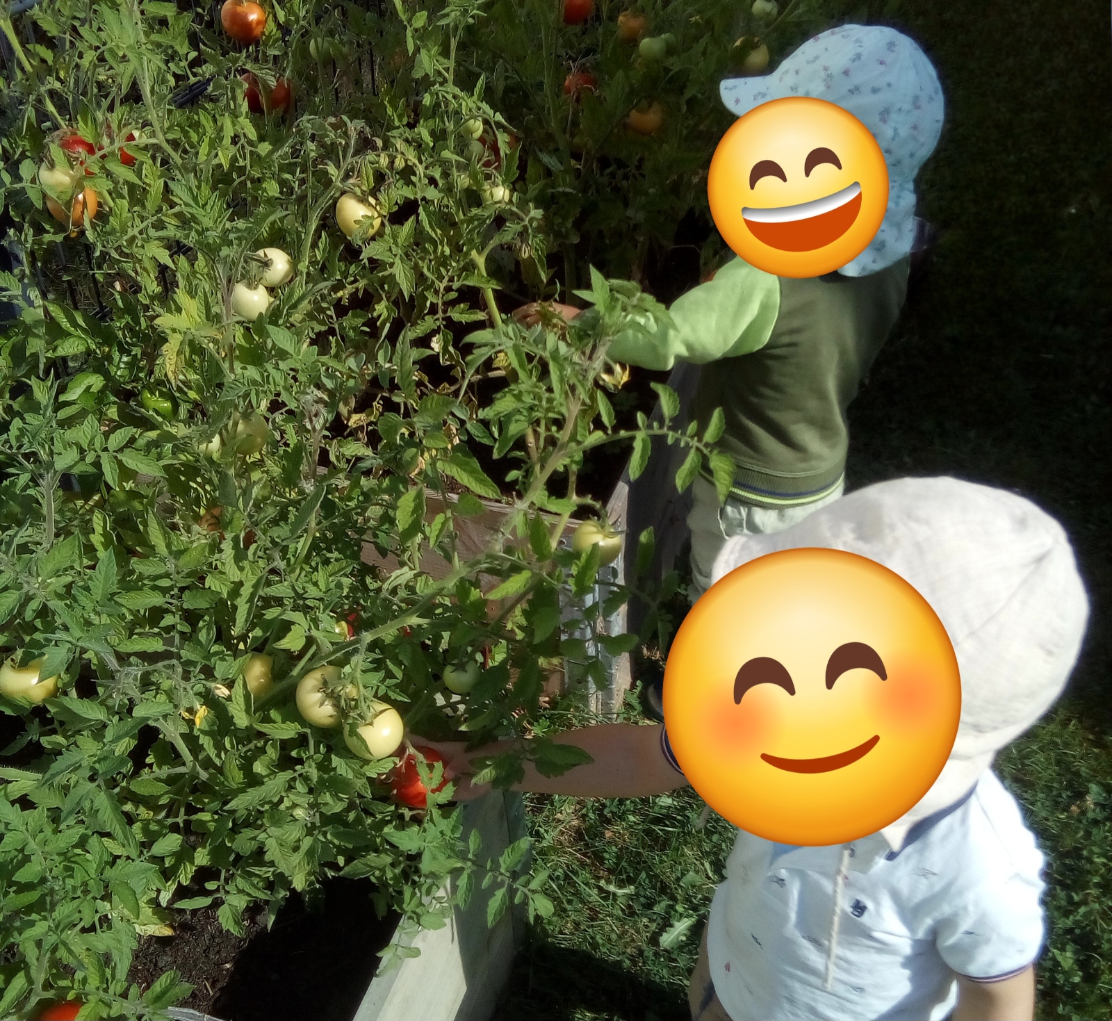 Tomaten ernten