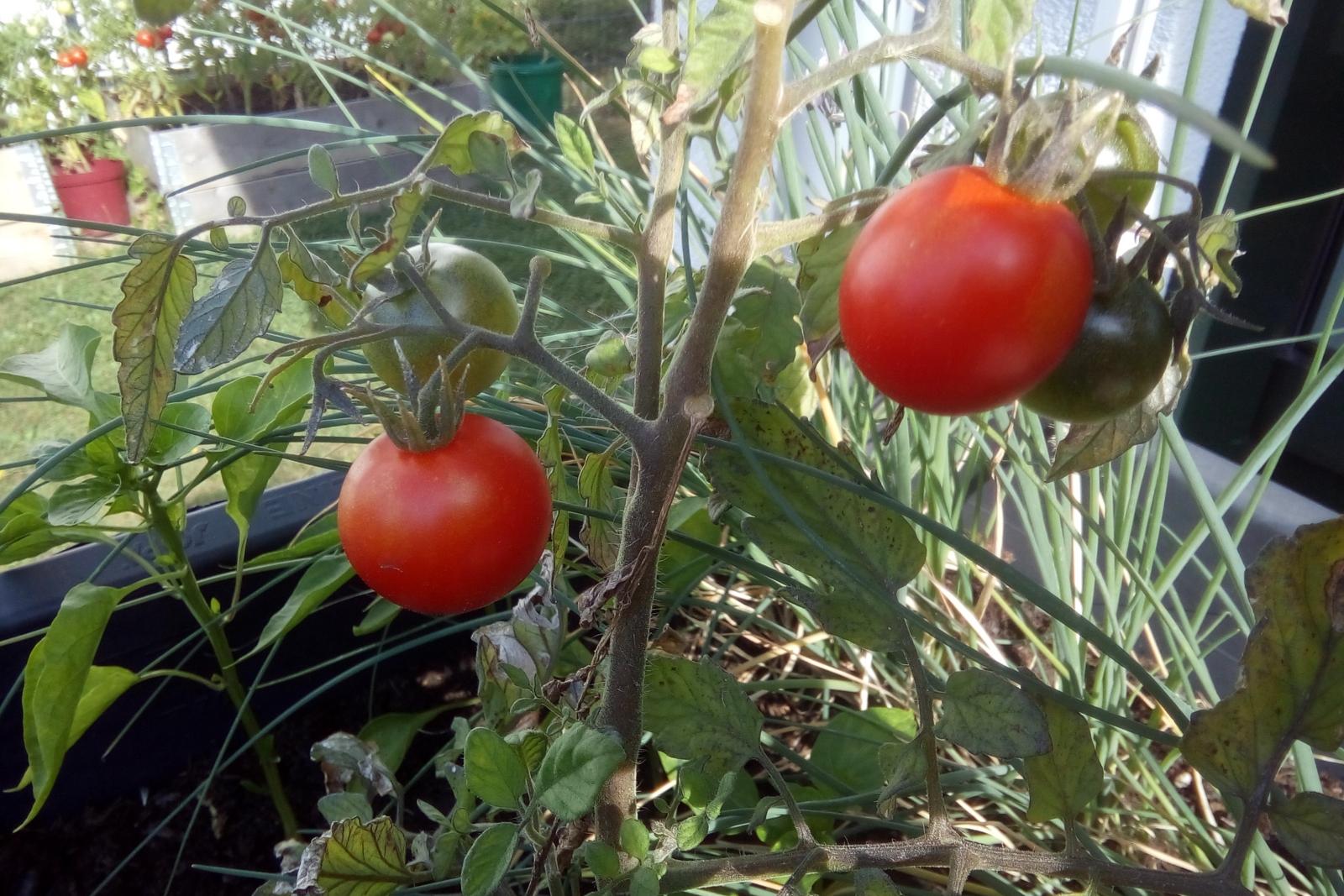 Tomatenpflanzen