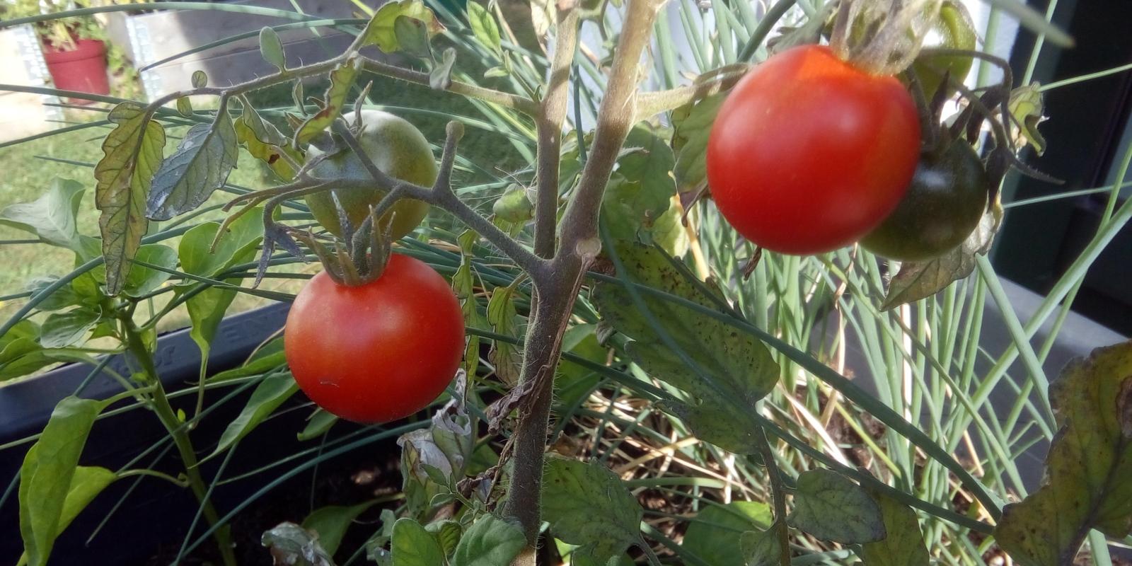 Tomatenpflanzen